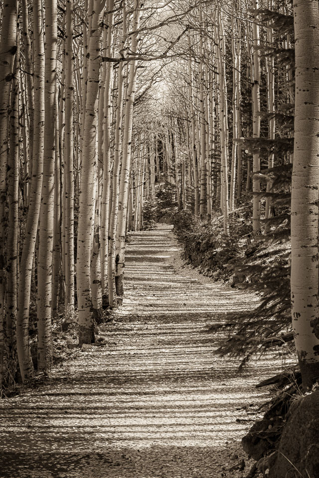 Forest shadows