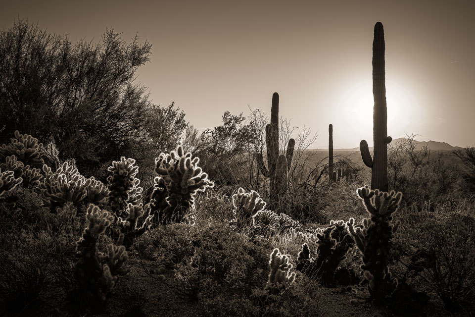 Desert sunset