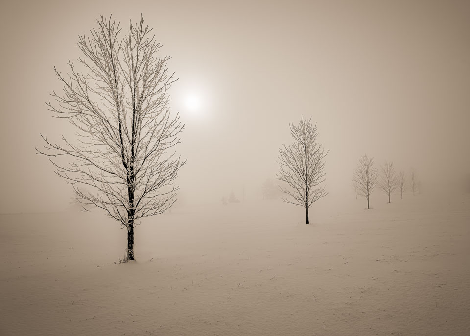 Misty winter moring