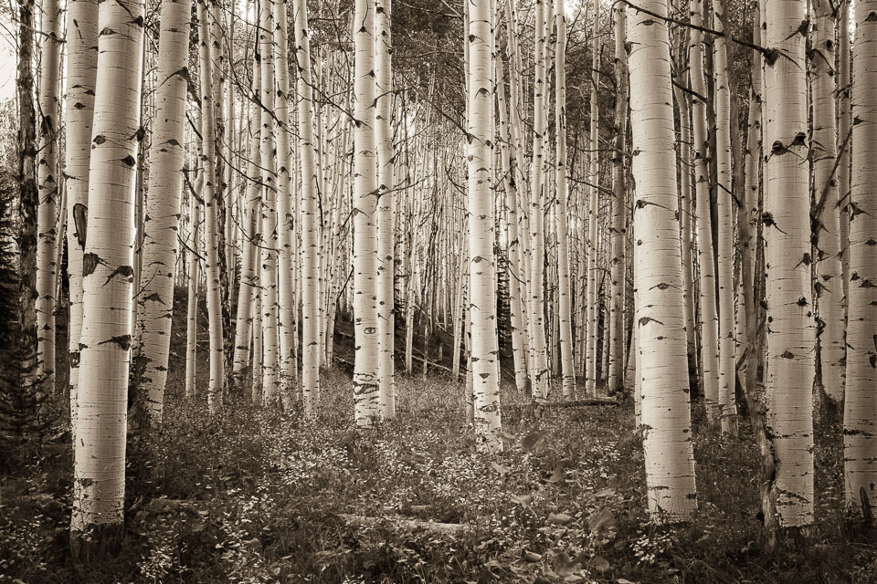 Crested Butte