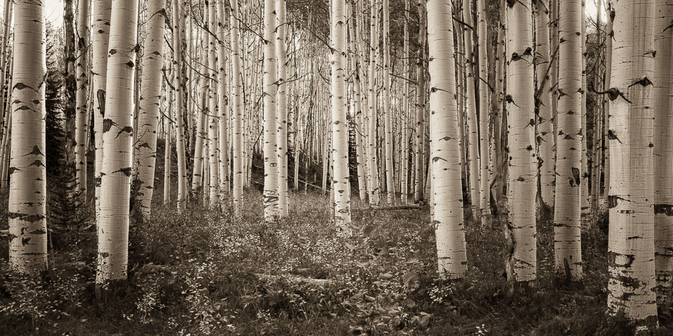 Crested Butte