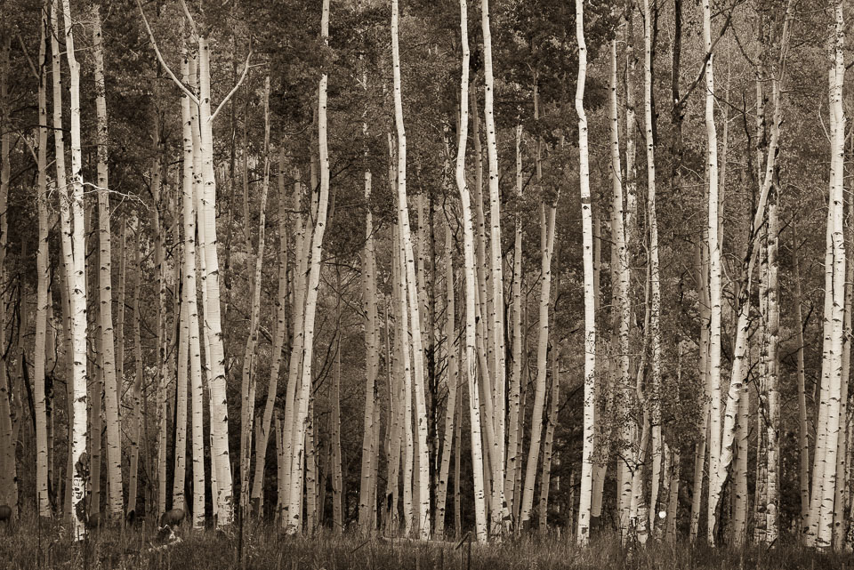 Crested Butte