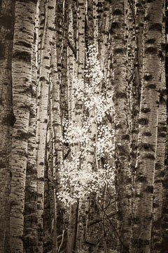 Aspens