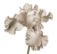 Irises