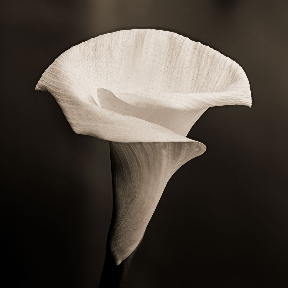 Calla Lilly