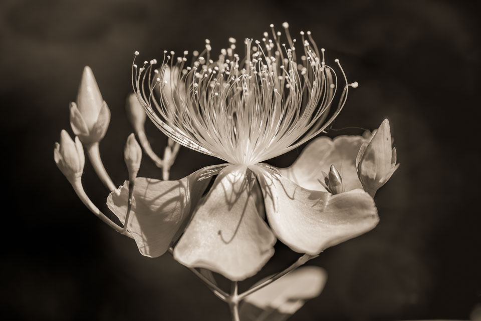 Flower close up