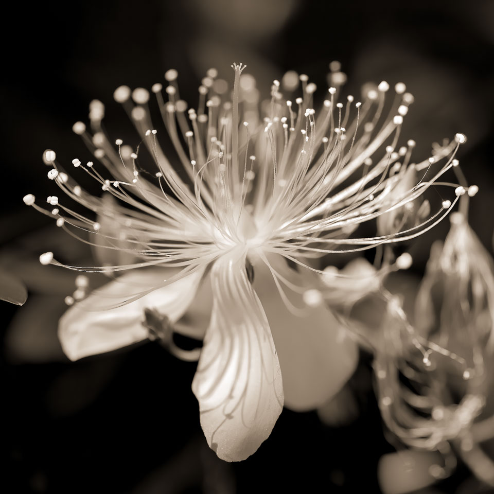 Flower close up