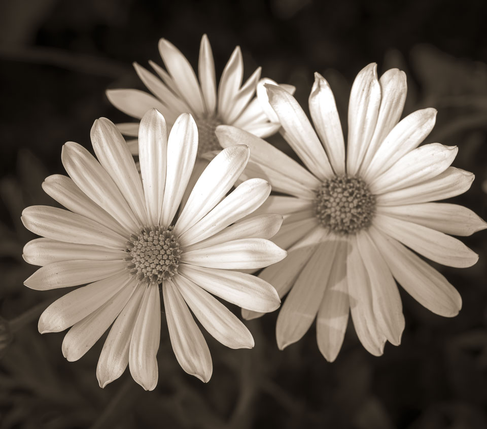 Daisies