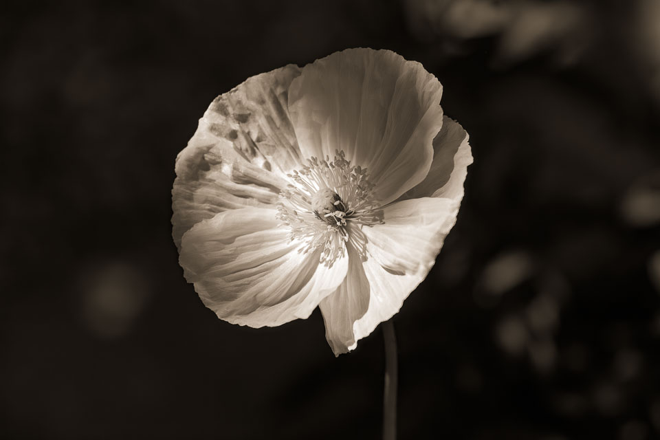 Poppy