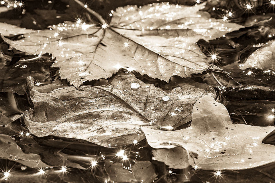 Sparkling autumn leaves