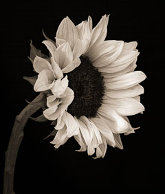 Sunflower portrait