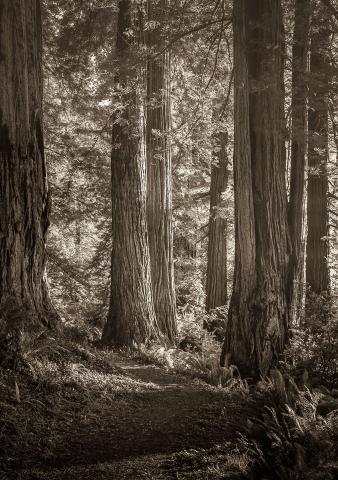 Redwood Sunset