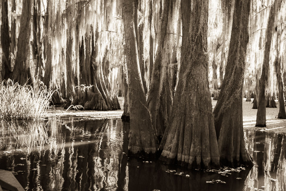 These cypress trees stand in a lake covered in aquatic growth.