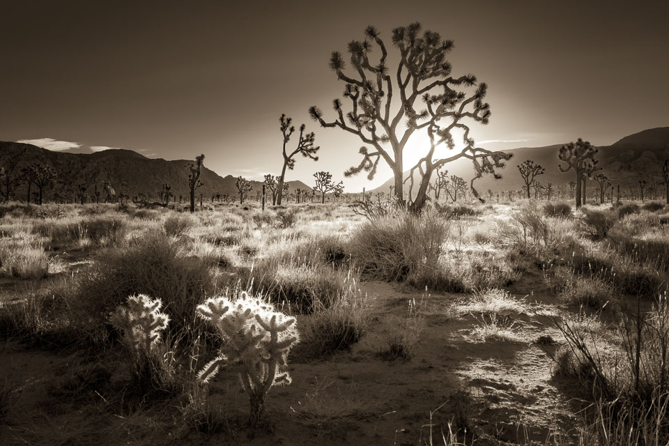 Joshua Tree National Park