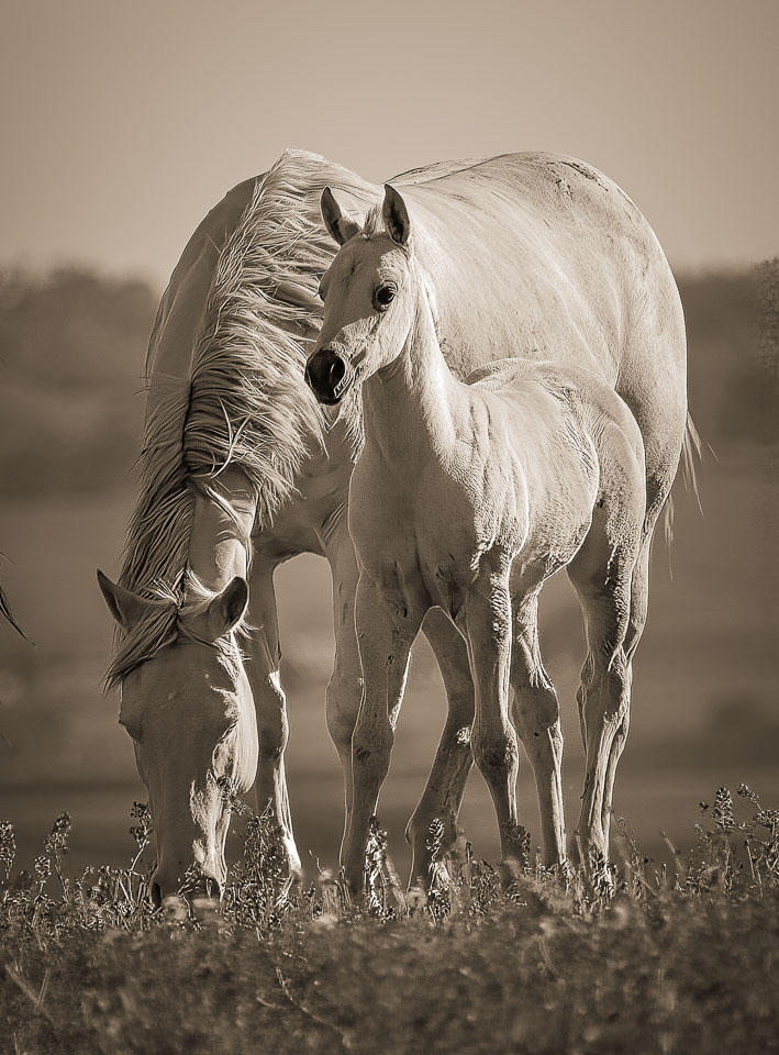 Mare and foal