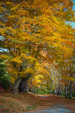 Bass Lake Trail