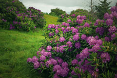 Catawba Rhododendron on Roan Mountain