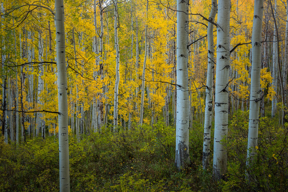 Crested Butte