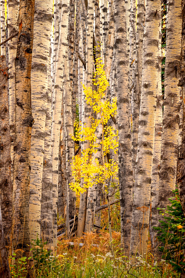 Crested Butte