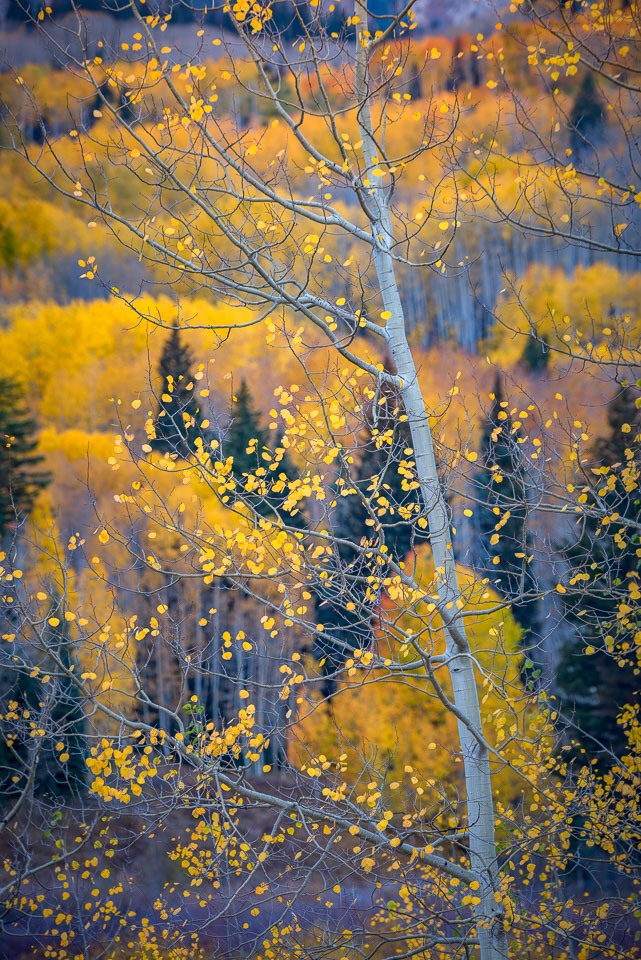 Crested Butte