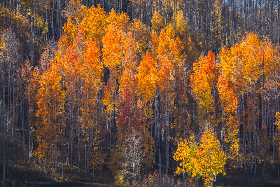 Crested Butte