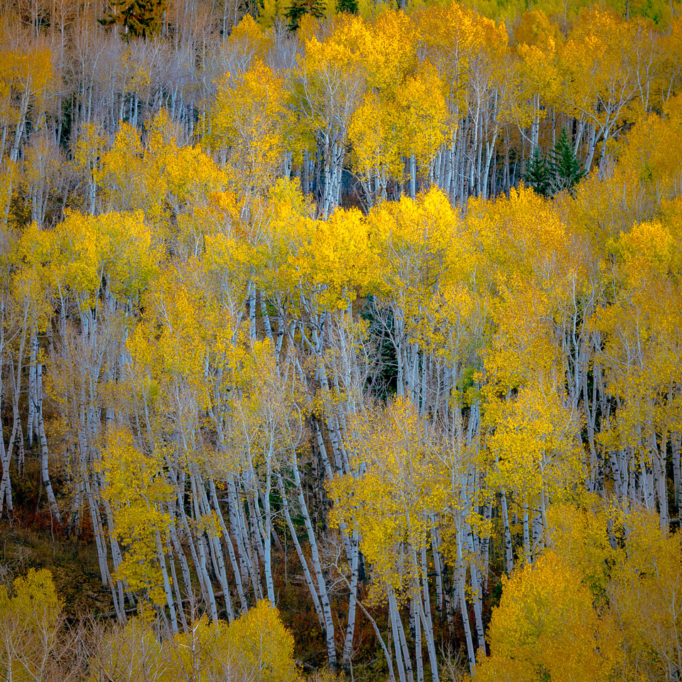 Crested Butte