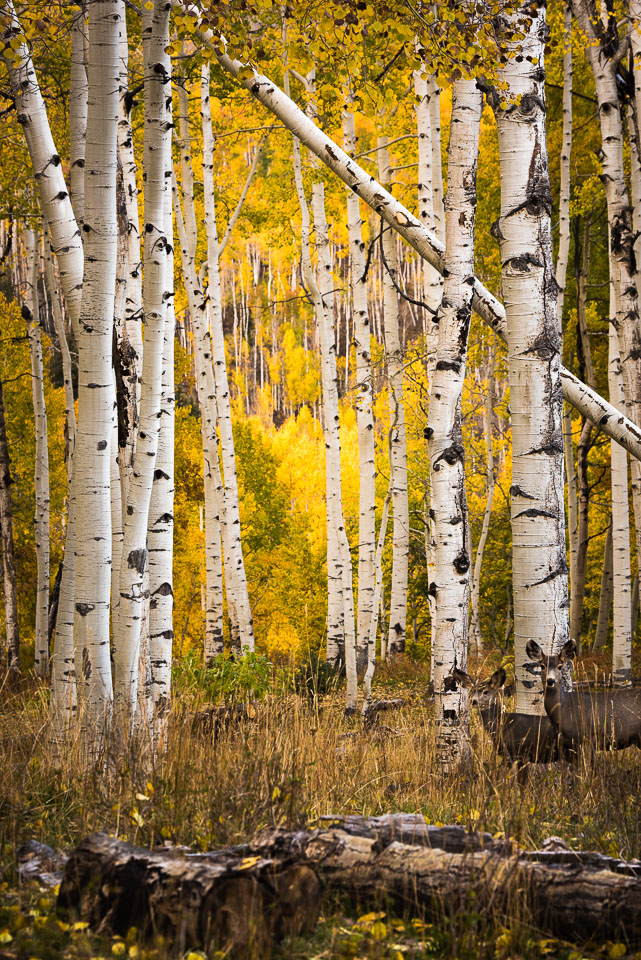 Crested Butte