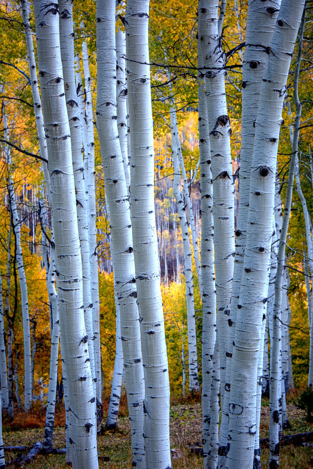 Crested Butte