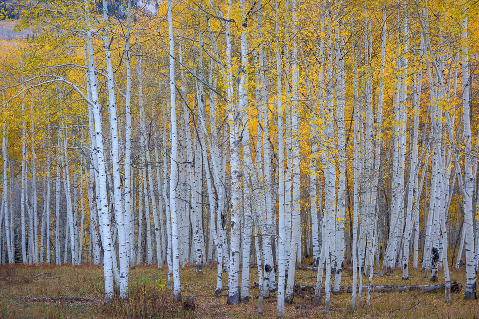 Crested Butte