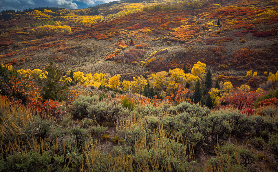 Sage greens, red-orange scrub oak, and yellow aspens blanket a hillside in the Little Cimmaron of the Colorado Rock Mountains