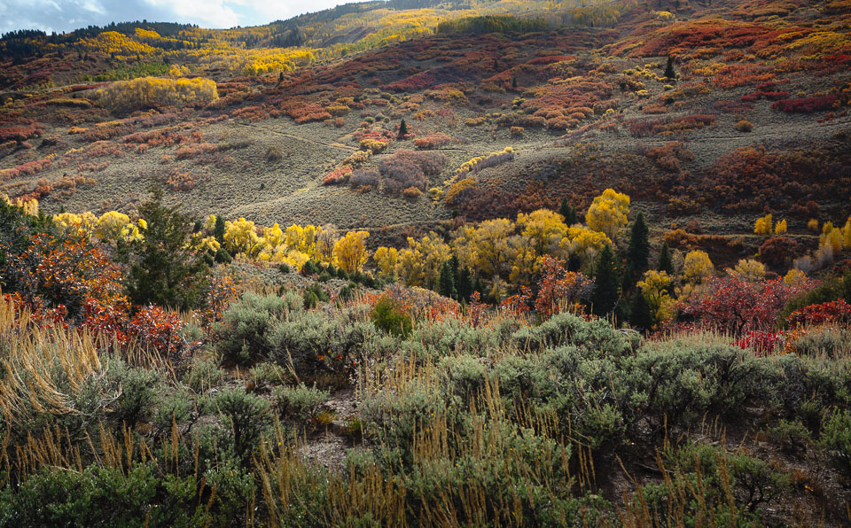 Sage greens, red-orange scrub oak, and yellow aspens blanket a hillside in the Little Cimmaron of the Colorado Rock Mountains