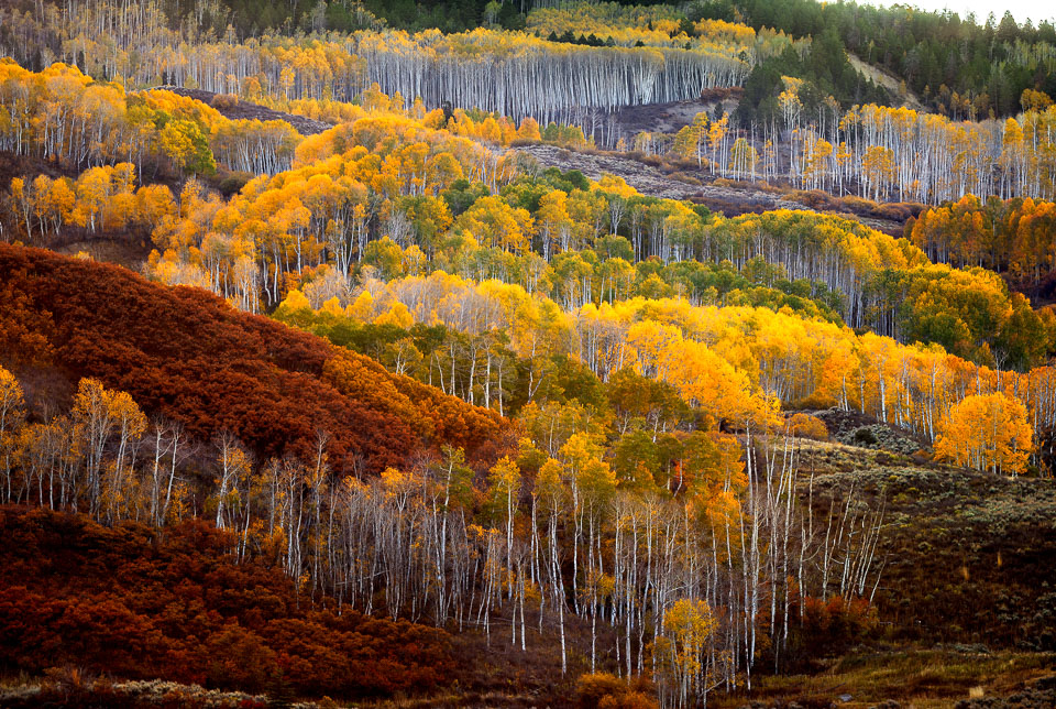 Aspens blanket the Little Cimmaron in the Colorado Rocky Mountains