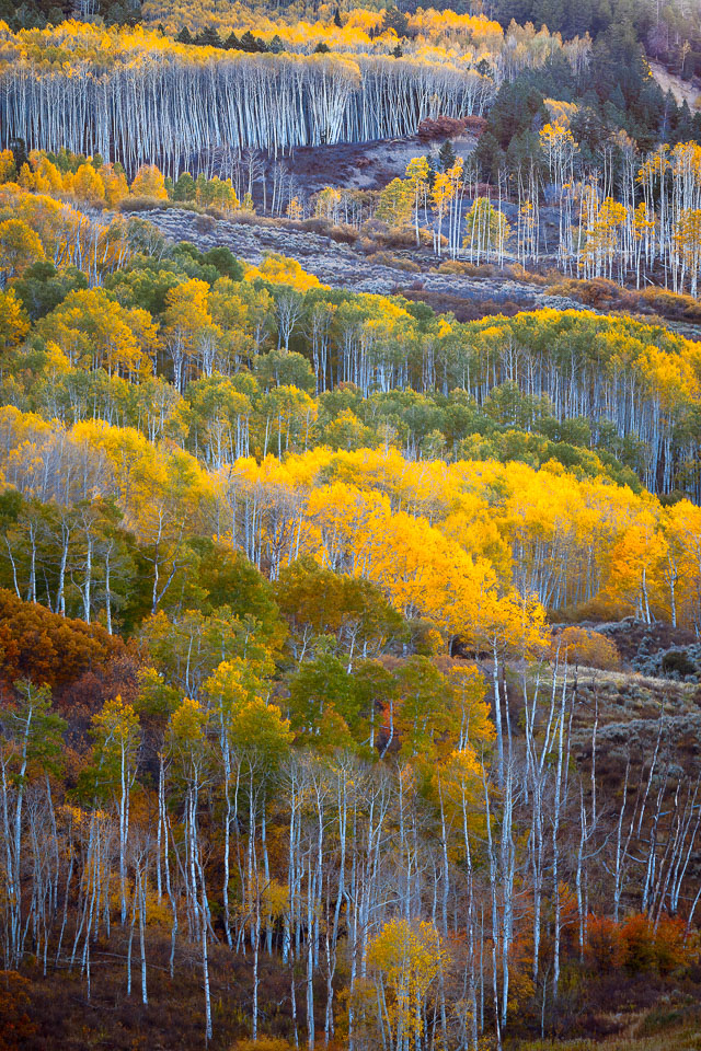 Aspens blanket the Little Cimmaron in the Colorado Rocky Mountains