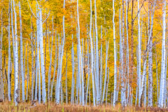 Crested Butte