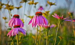 Flowers and Closeups