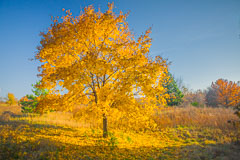 Iowa Autumn Scenes