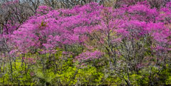 Iowa Spring Scenes