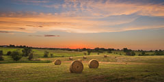 Pastoral Scenes