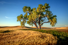 Palouse