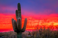 Arizona Desert