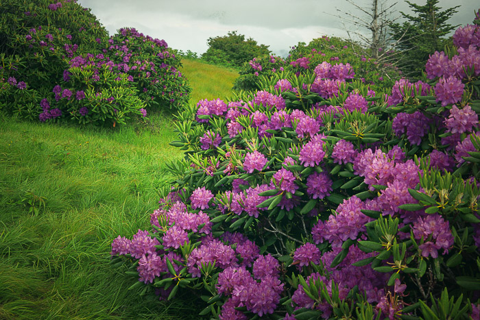 Catawba Rhododendron on Roan Mountain