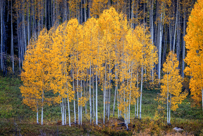 Golden family. Crested Butte, Colorado.