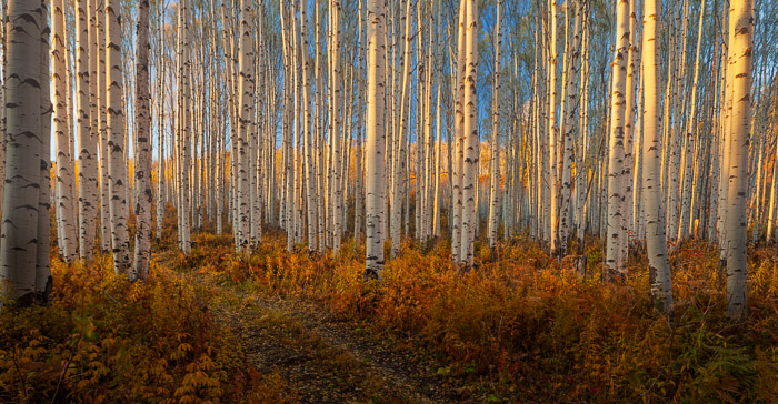 Sunset casts its spell on this high country forest in the Colorado Rocky Mountains