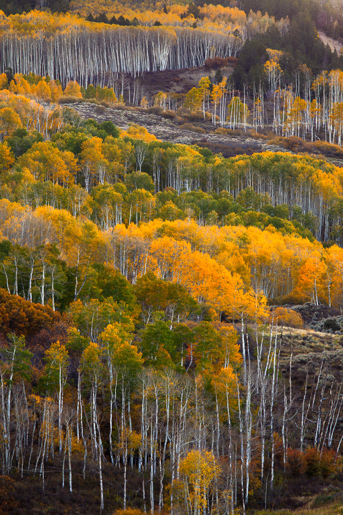 Aspens blanket the Little Cimmaron in the Colorado Rocky Mountains
