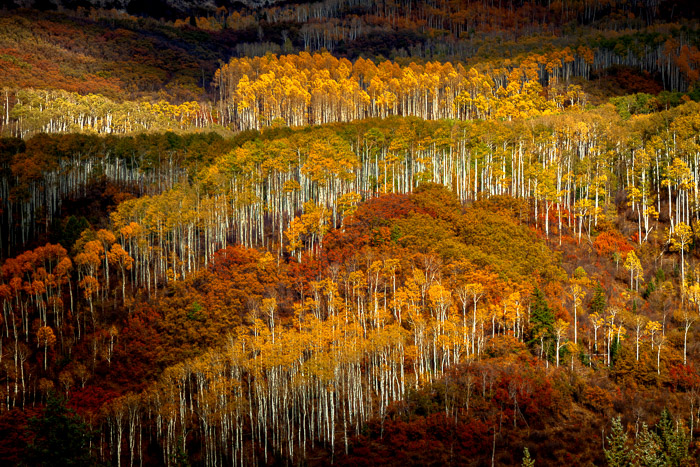 Dappled light on the Little Cimmaron. Colorado Rocky Mountains.