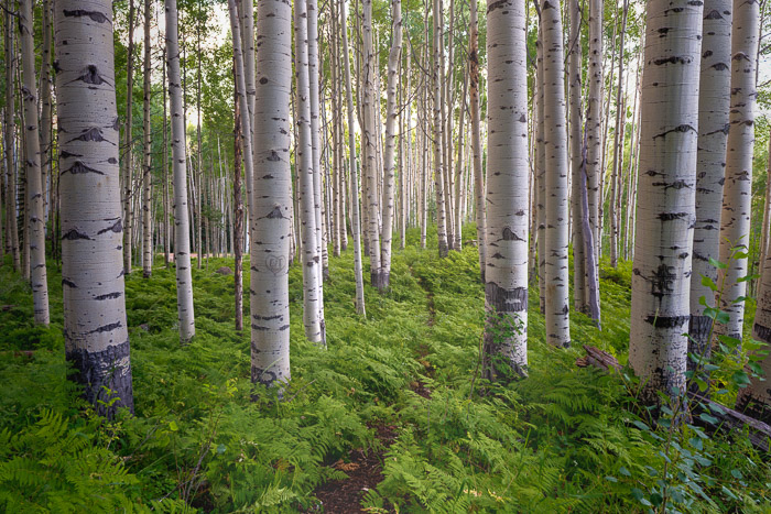 Crested Butte