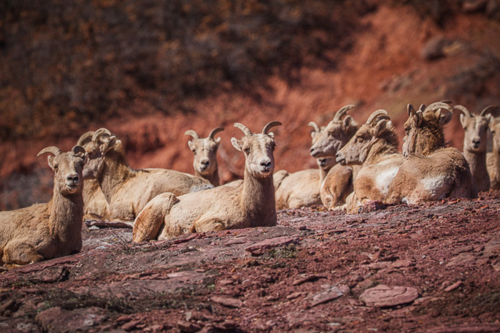 Mountain goats near Ouray. Colorado Rocky Mountains.