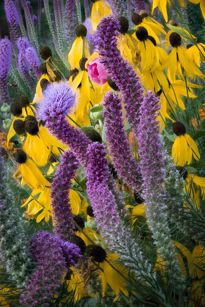 Flowers and Closeups