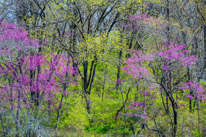Heartland Spring Scenes
