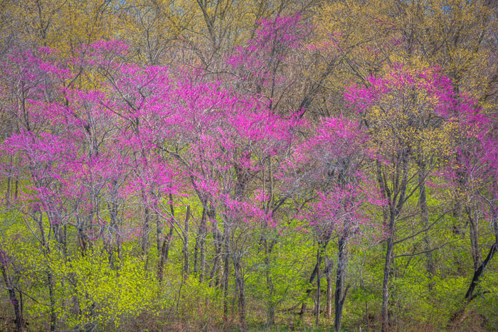 Redbuds blossoming